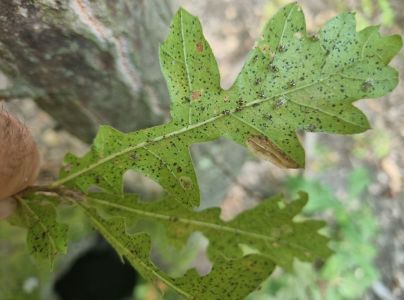 Sietnička dubov&aacute;