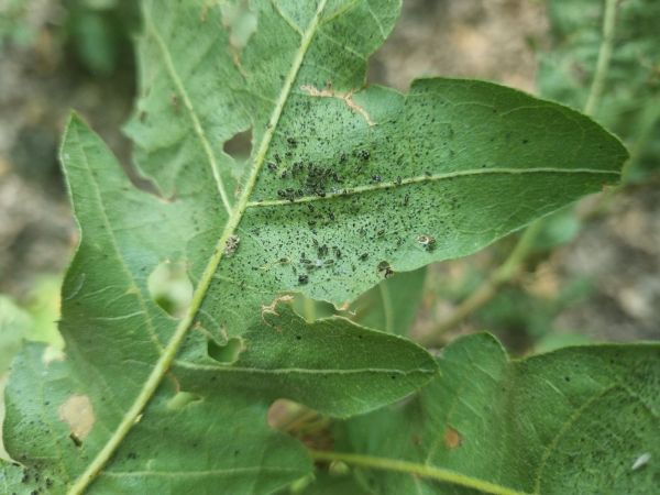 Sietnička dubov&aacute;