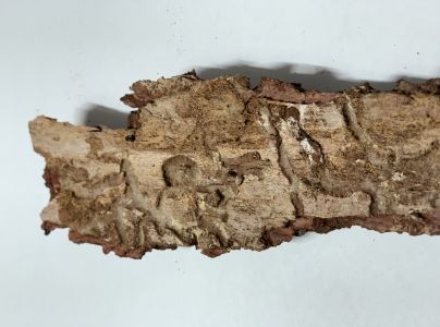 Fuz&aacute;č smrekovcov&yacute;