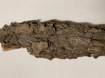 Fuz&aacute;č smrekovcov&yacute;