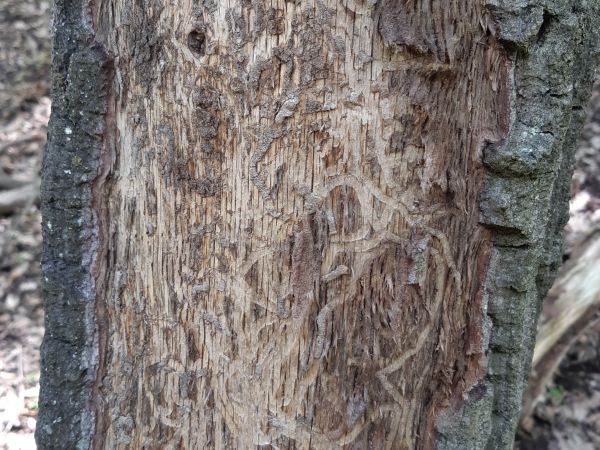 Fuz&aacute;č dubov&yacute;