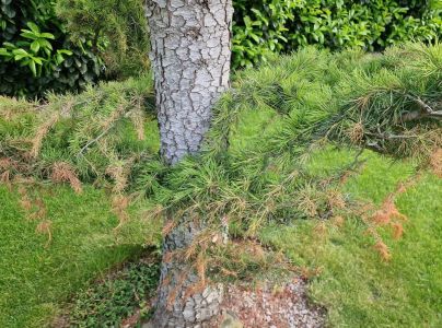 A - nejednoznačne určen&yacute;, nie sme si ist&iacute;