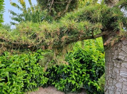 A - nejednoznačne určen&yacute;, nie sme si ist&iacute;