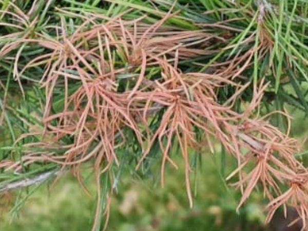 A - nejednoznačne určen&yacute;, nie sme si ist&iacute;