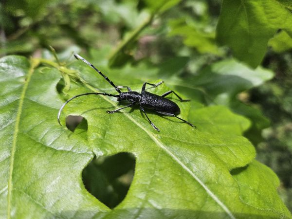 Fuz&aacute;č bukov&yacute;