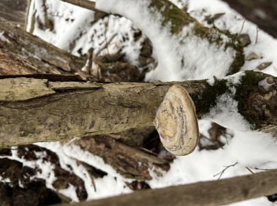 Pr&aacute;chnovec kopytovit&yacute;