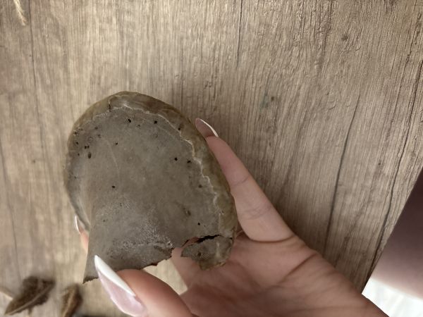 Pr&aacute;chnovec kopytovit&yacute;