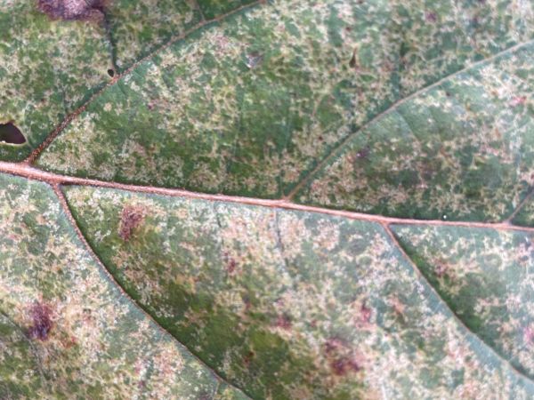 Sietnička platanov&aacute;