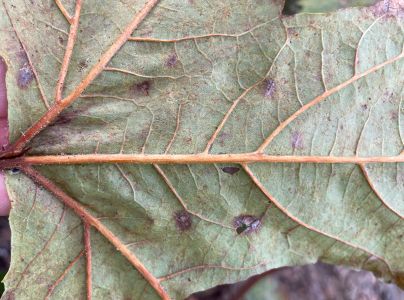 Sietnička platanov&aacute;