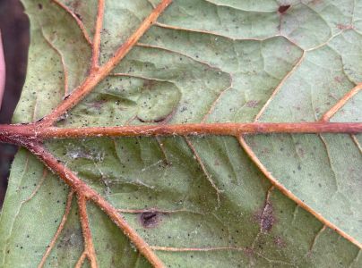 Sietnička platanov&aacute;