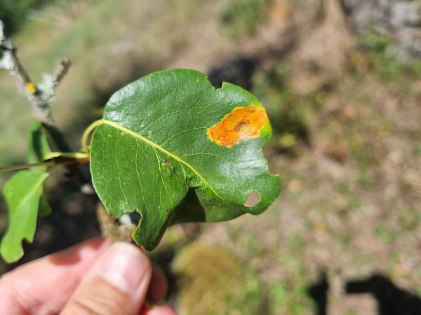 Hrdzavka hru&scaron;kov&aacute;