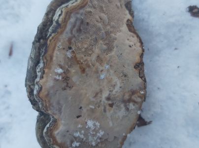 Pr&aacute;chnovec kopytovit&yacute;