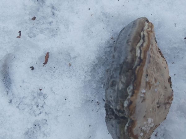 Pr&aacute;chnovec kopytovit&yacute;