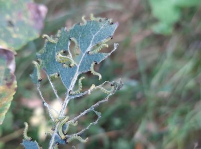 A - nie je v datab&aacute;ze