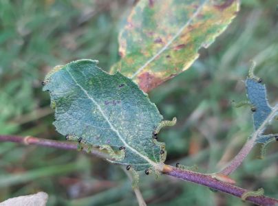 A - nie je v datab&aacute;ze