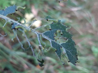 A - nie je v datab&aacute;ze