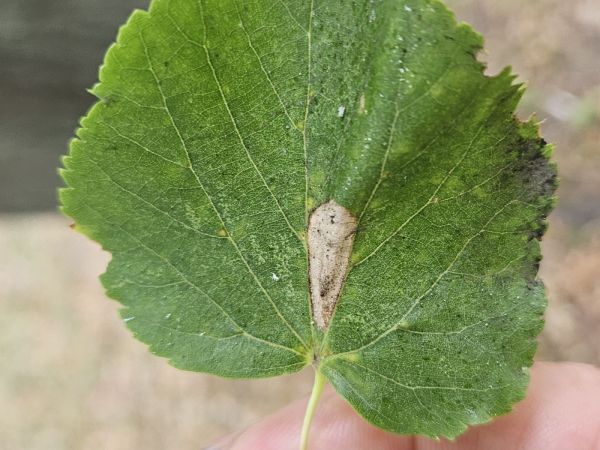 Plosk&aacute;čik lipov&yacute;