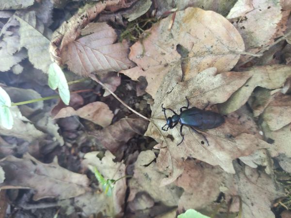 A - nejednoznačne určen&yacute;, nie sme si ist&iacute;