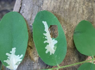 Psotka ag&aacute;tov&aacute; 