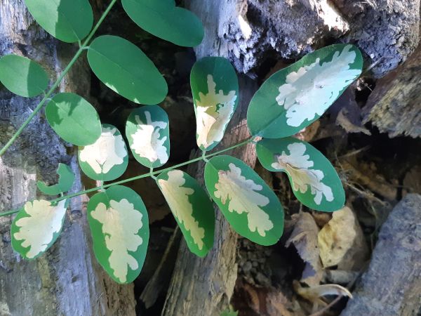 Psotka ag&aacute;tov&aacute; 