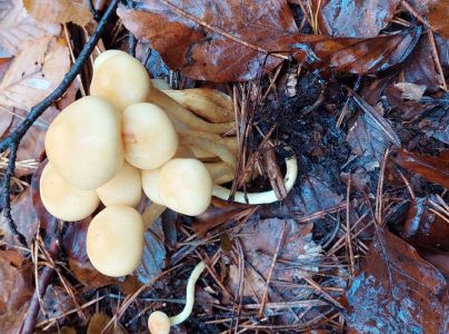 A - nie je v datab&aacute;ze