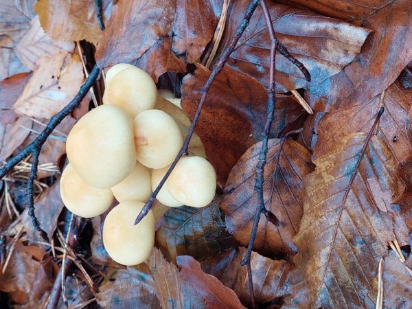 A - nie je v datab&aacute;ze