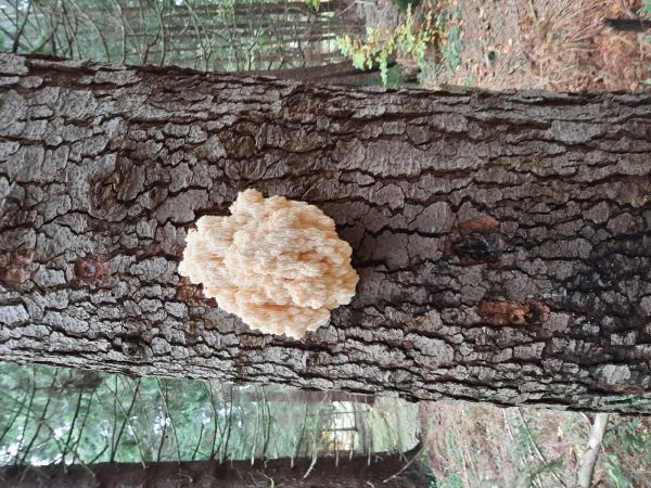 A - nie je v datab&aacute;ze