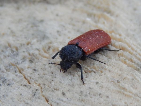 A - nie je v datab&aacute;ze