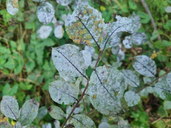 M&uacute;čnatka na vŕbach