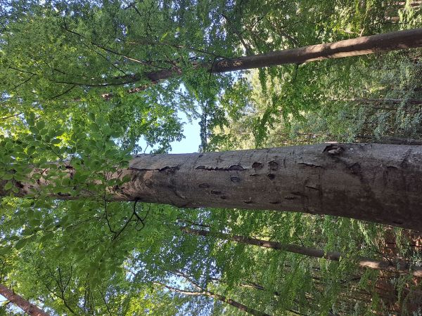 Lykožr&uacute;t bukov&yacute;