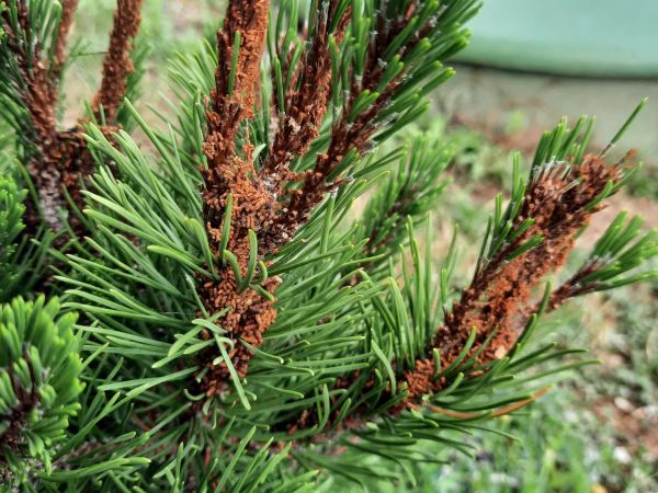 Ploskanka sadenicov&aacute;