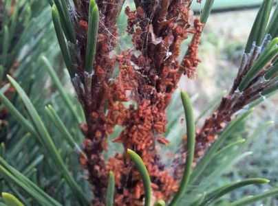 Ploskanka sadenicov&aacute;