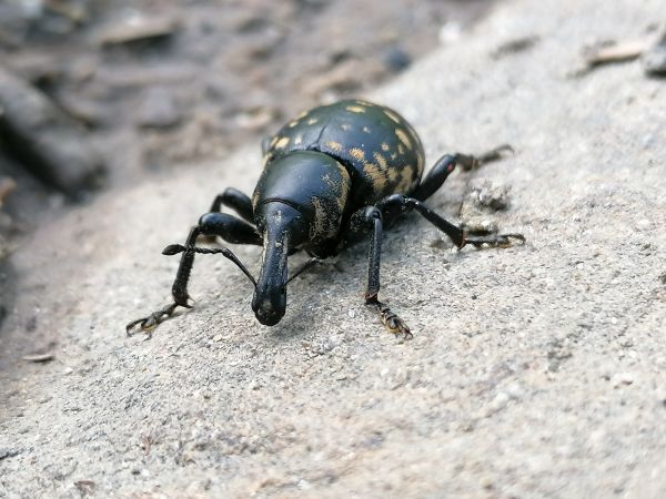 Tvrdoň dev&auml;ťsilov&yacute;