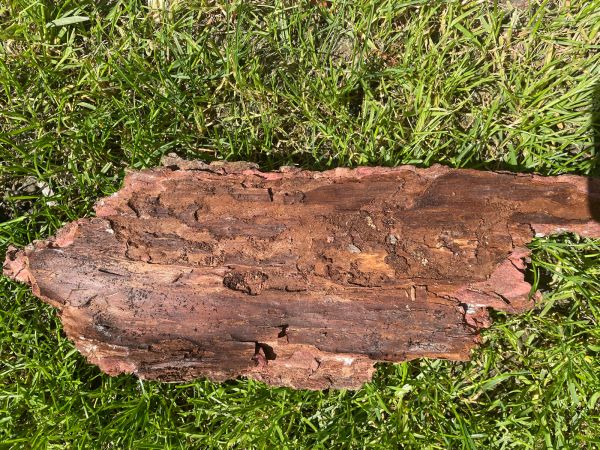 Fuz&aacute;č smrekovcov&yacute;