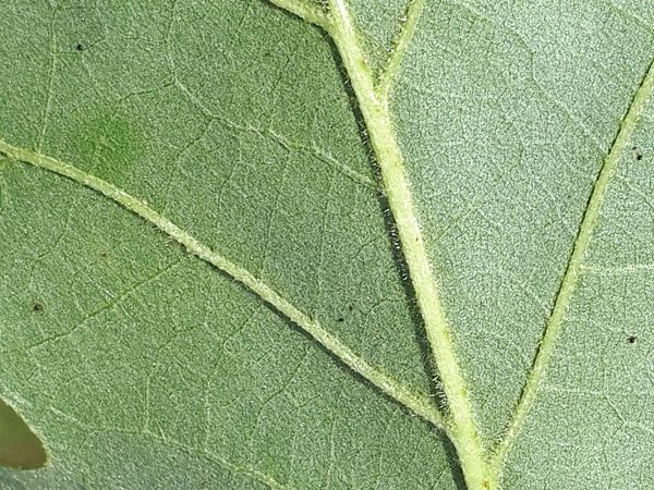 Sietnička dubov&aacute;