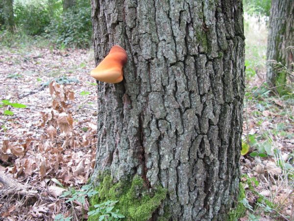 Pečeňovec dubov&yacute;