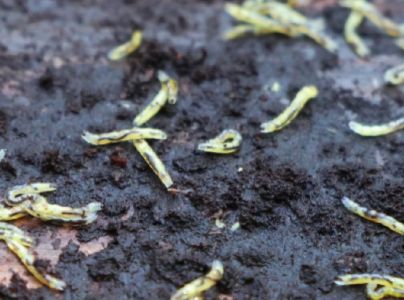 A - nejednoznačne určen&yacute;, nie sme si ist&iacute;