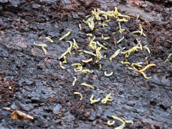 A - nejednoznačne určen&yacute;, nie sme si ist&iacute;