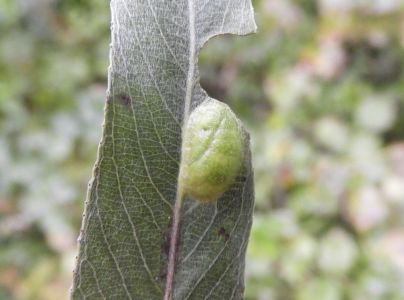 Piliarka Pontania vesicator