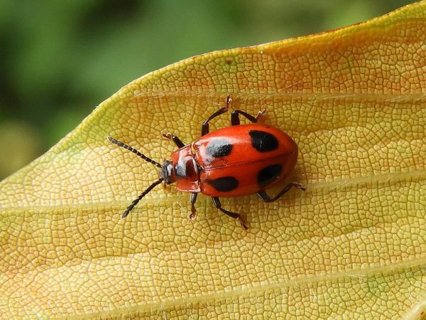 A - nie je v datab&aacute;ze