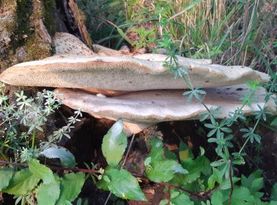 Tr&uacute;dnik &scaron;upinat&yacute;