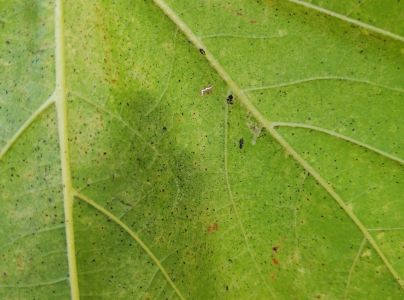 Sietnička platanov&aacute;