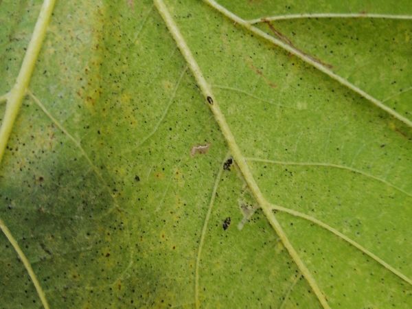 Sietnička platanov&aacute;