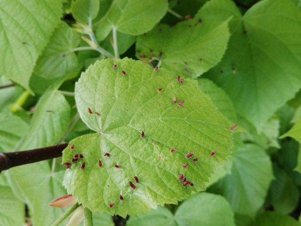 Roztoč Vlnovn&iacute;k lipov&yacute;