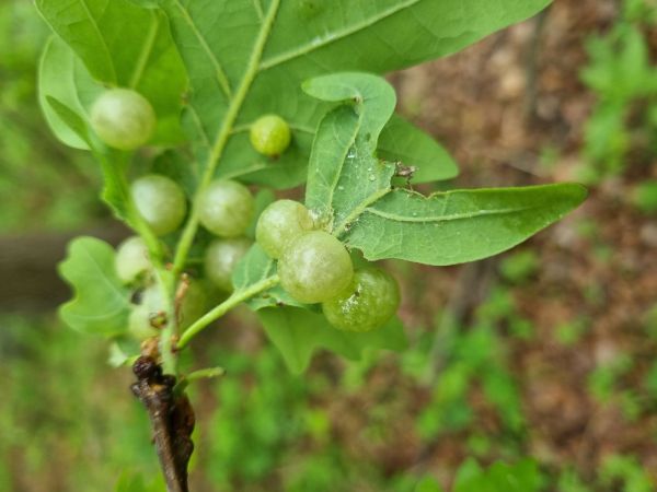 Hrčiarka Neuroterus quercusbaccarum