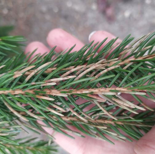 Katarína Vandáková