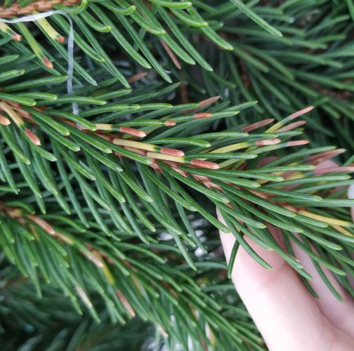 Katarína Vandáková