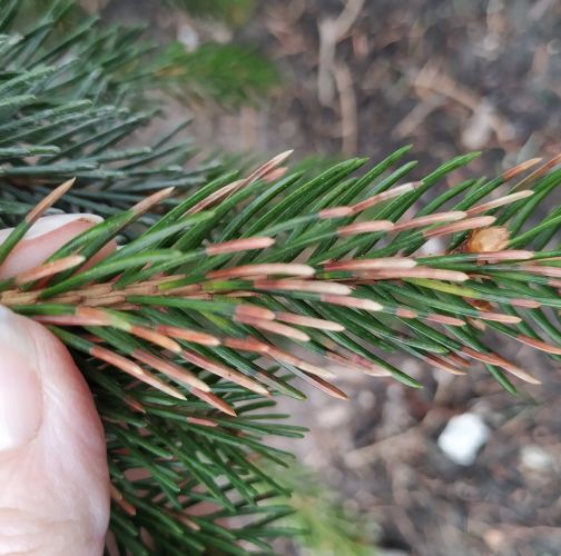 Katarína Vandáková