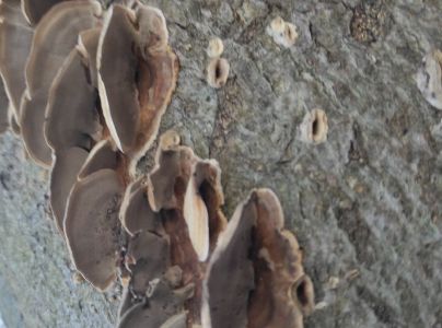 Tr&uacute;dnikovec zamatov&yacute;