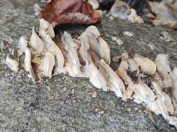 Tr&uacute;dnikovec zamatov&yacute;